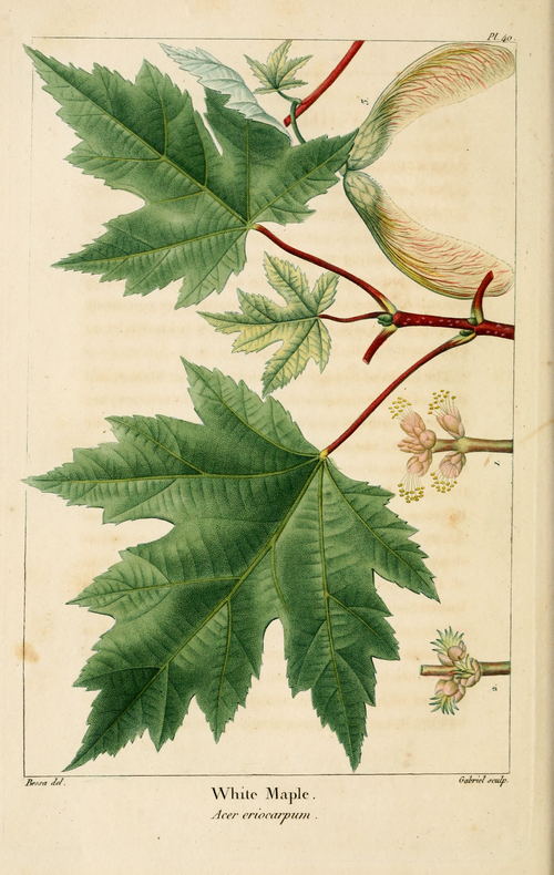 Silver maple