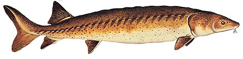Lake sturgeon