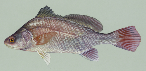 Freshwater drum
