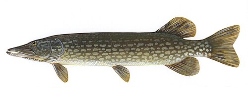 Northern pike