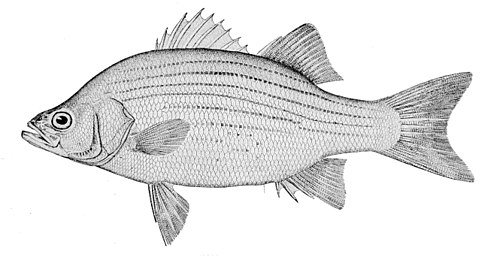 White bass