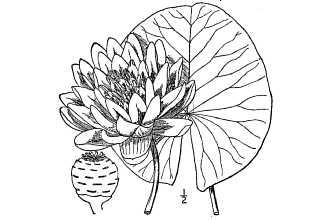 Fragrant water lily