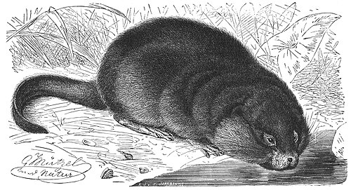 Muskrat