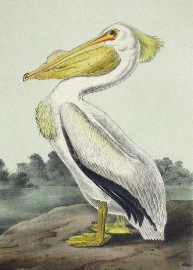 American white pelican