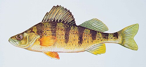 Yellow perch