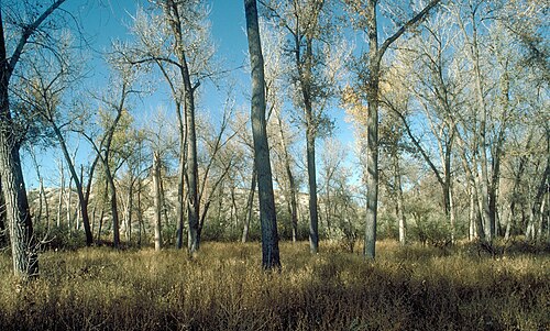 Eastern cottonwood