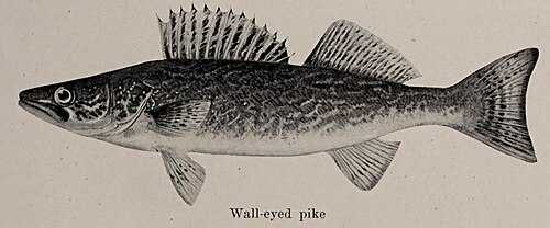 Walleye