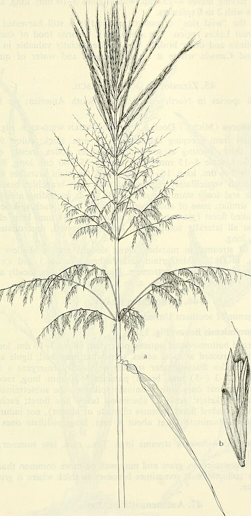 Wild rice